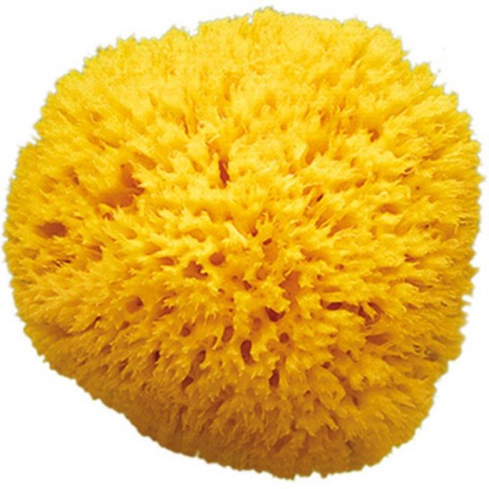 Eponge naturelle Honeycomb taille 10